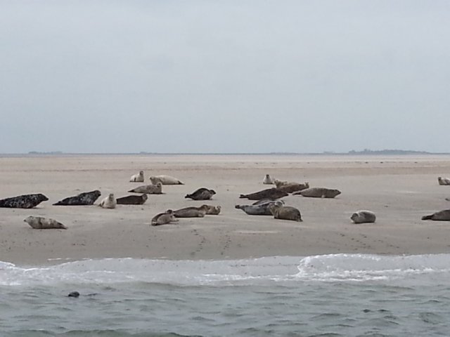 HWK Texel 114.jpg